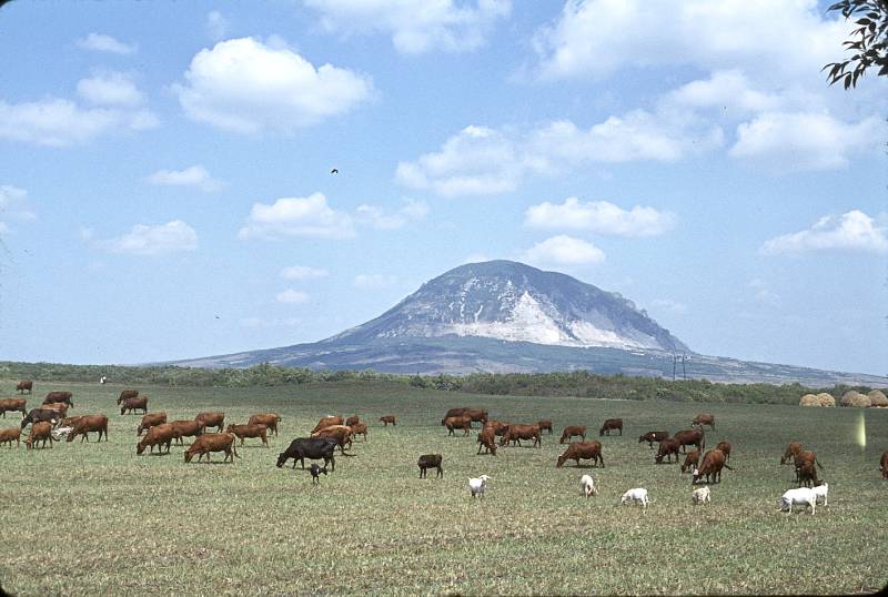 obratno_v_rostov-na-donu._stado_vblizi_pjatigorska.jpg